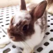 うさぎ