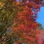 たま⭐︎匿名配送の画像