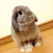 あぶちゃんの画像