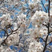 スバラートトの画像
