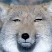 ディムダム