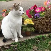 猫のキキちゃん（お値引きご相談OK）