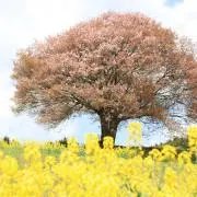 即購入OK 送料無料 AKARIの画像