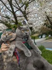 ふみりんの画像