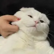 krrの画像