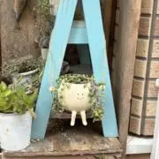 かめの画像