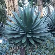 パールの画像