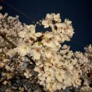 Sioの画像