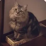 PEZの画像
