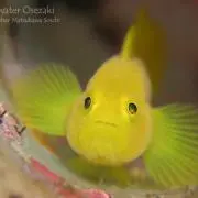 jellyfish