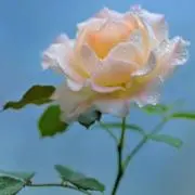 こうき　24時間以内に発送の画像