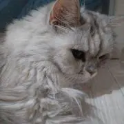 テンテン