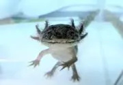 メソメソ