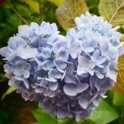 自己紹介必須　Gomachan★の画像