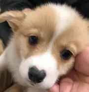 Mimi