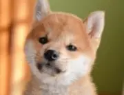 みっちゃんの画像