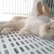 ぎんじろうの画像