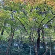 みっきーの画像