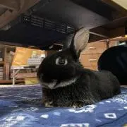 ましの画像