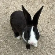 kaの画像