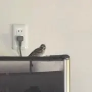 すうちゃん