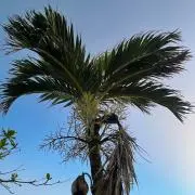 Pocoの画像