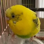 ぷーちゃんの画像