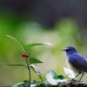 あおの画像