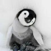 ぺん 発送遅れる期間あり プロフご参照の画像