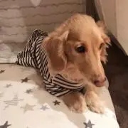 さくらの画像