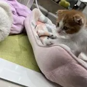 yamaの画像
