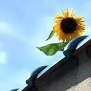 regの画像