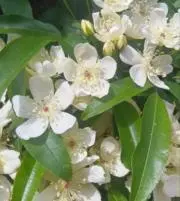 mokuren.fの画像