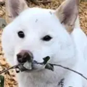 モモリンガ