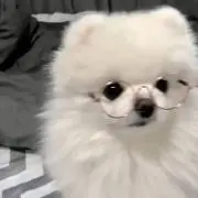 うちゃの画像