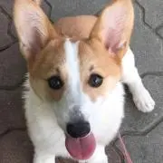 ブラストの画像