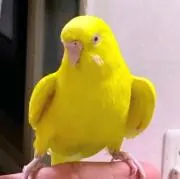 yoの画像
