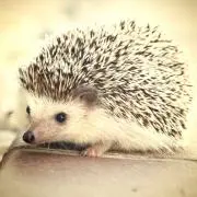 Kayukaの画像