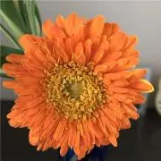 ひろみの画像