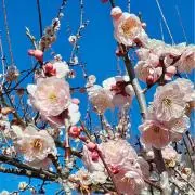 ちひりasの画像