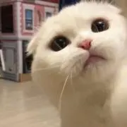 えりかの画像