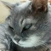 あんず