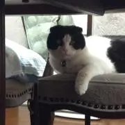 かみやなおき