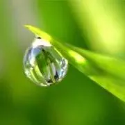 萩