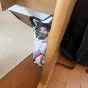Rosの画像