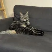 アルト