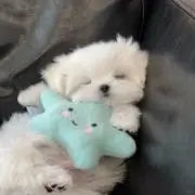 ぴーちょこの画像