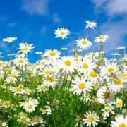 Daisyの画像