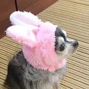 ぷぅでぃの画像