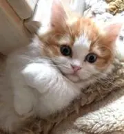 バスコの画像